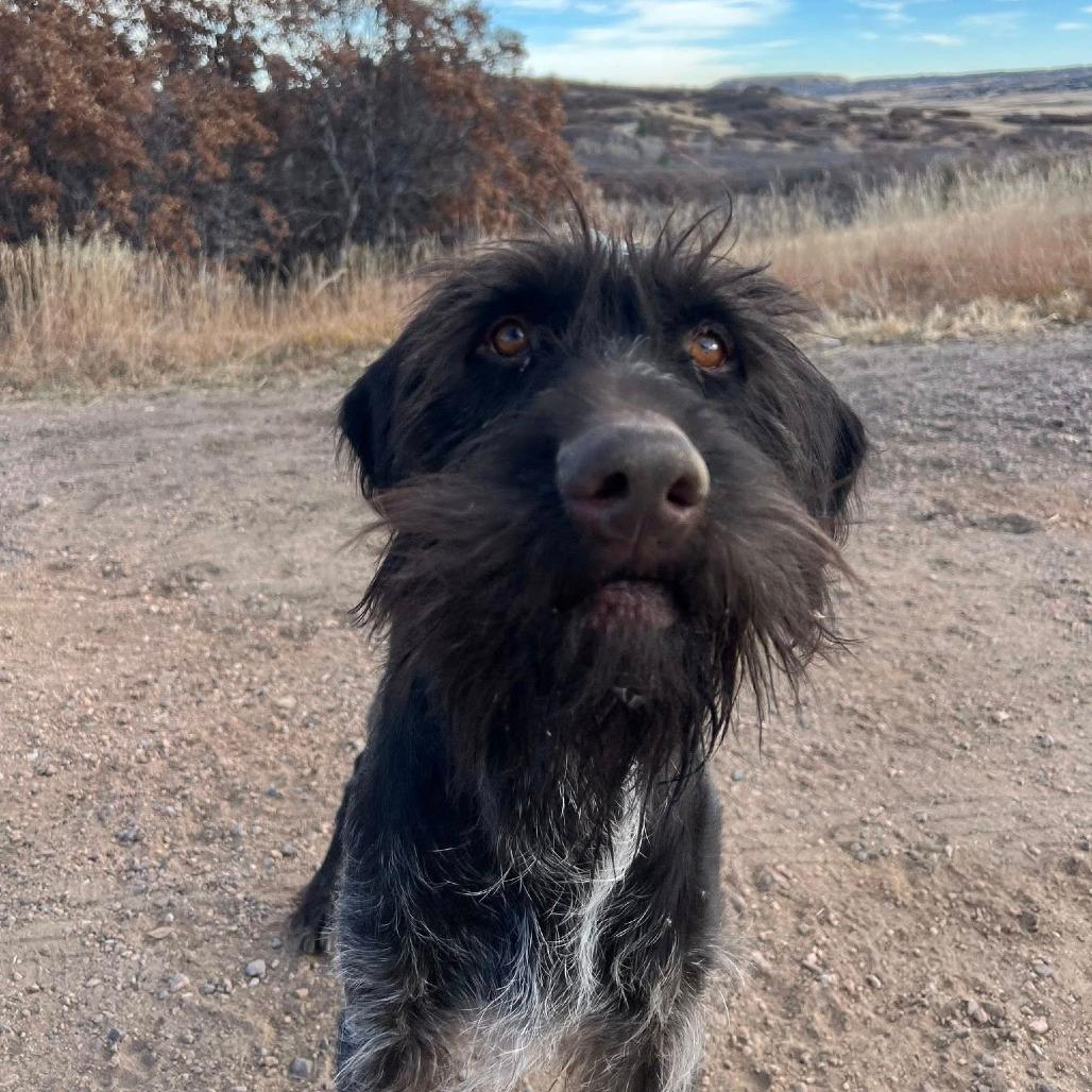 Gunner (Castle Rock, CO)