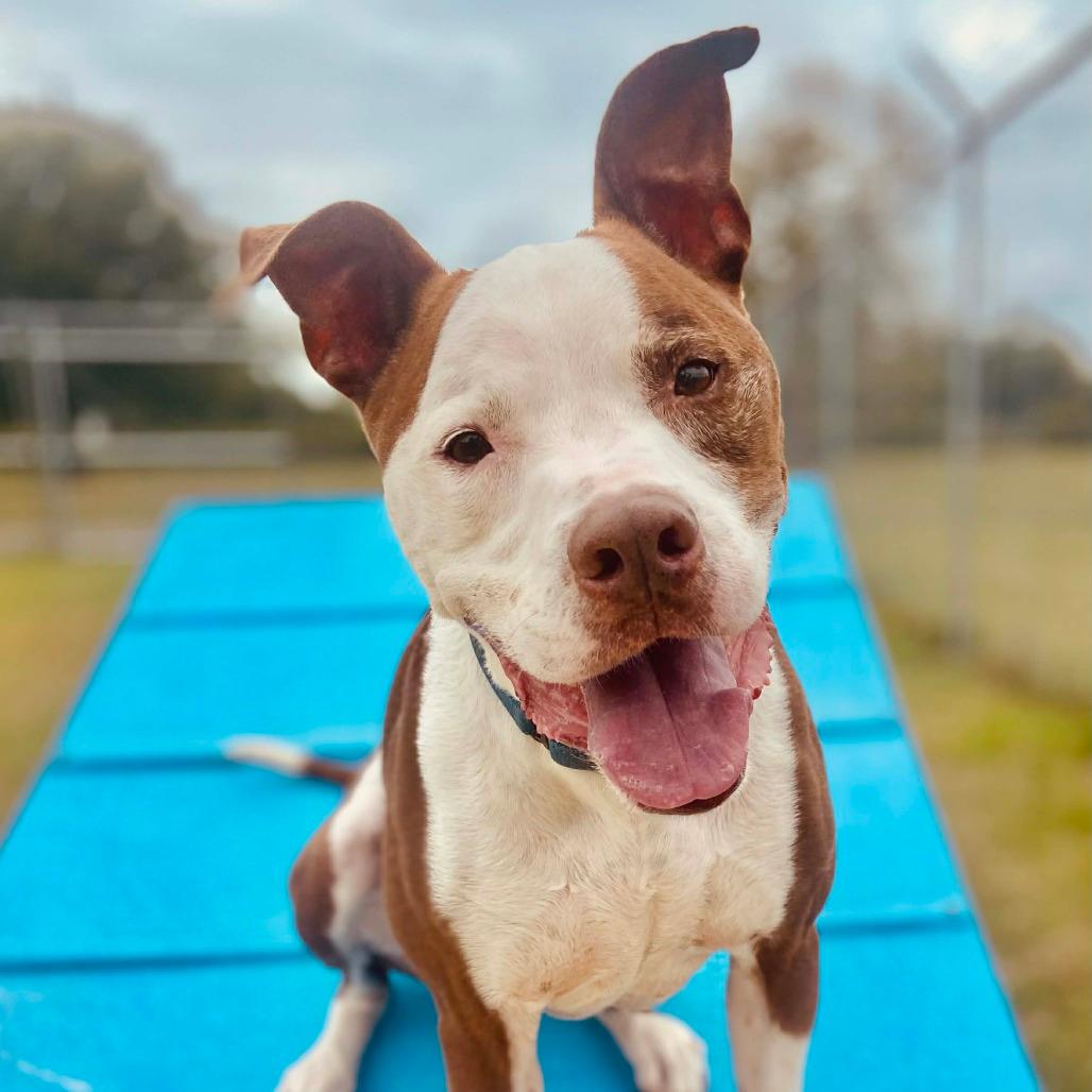 Tyson