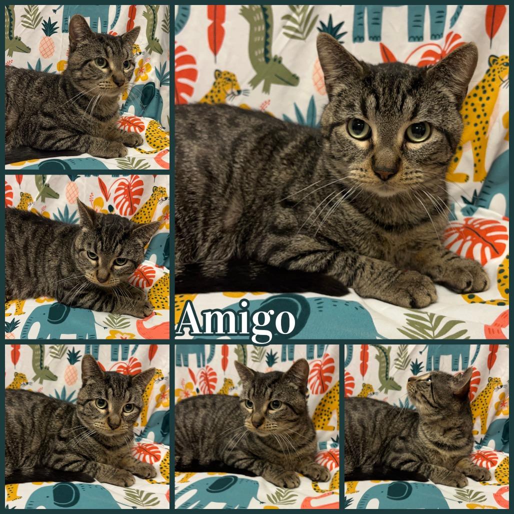 Amigo