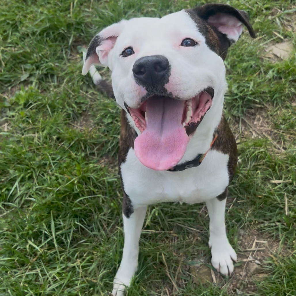 Stella