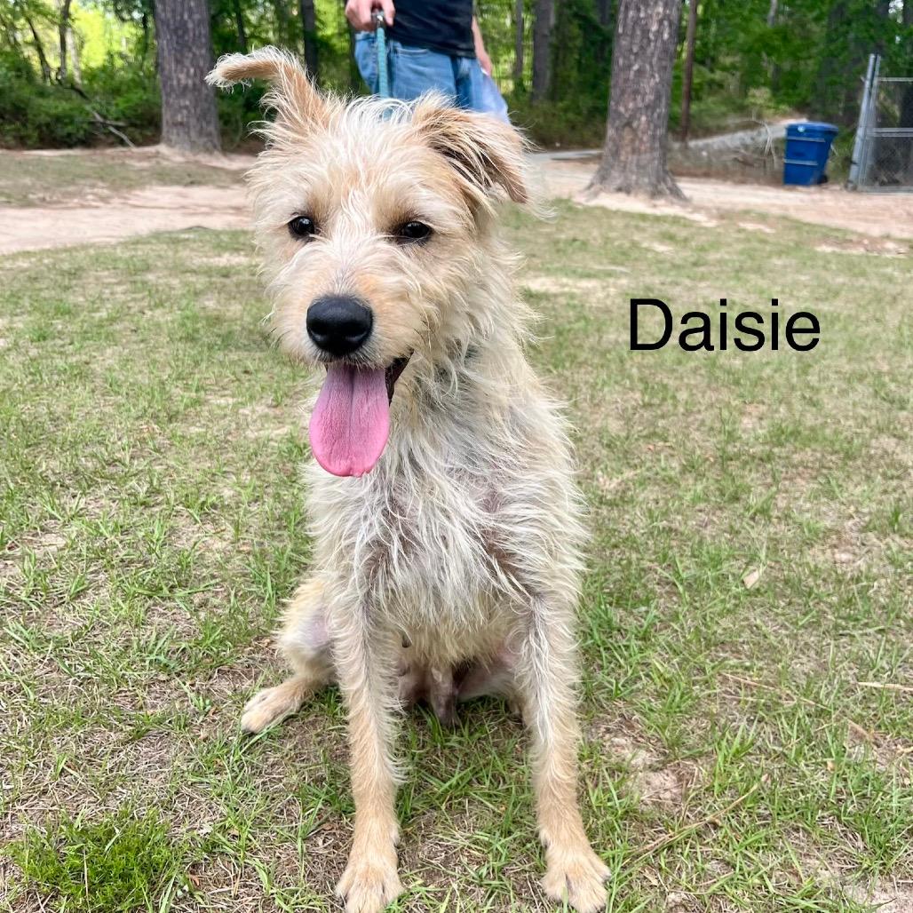 Daisie