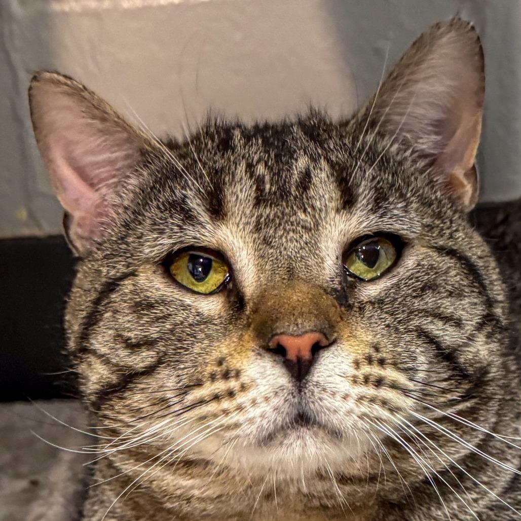 Pank *Bonded w/ Hank*