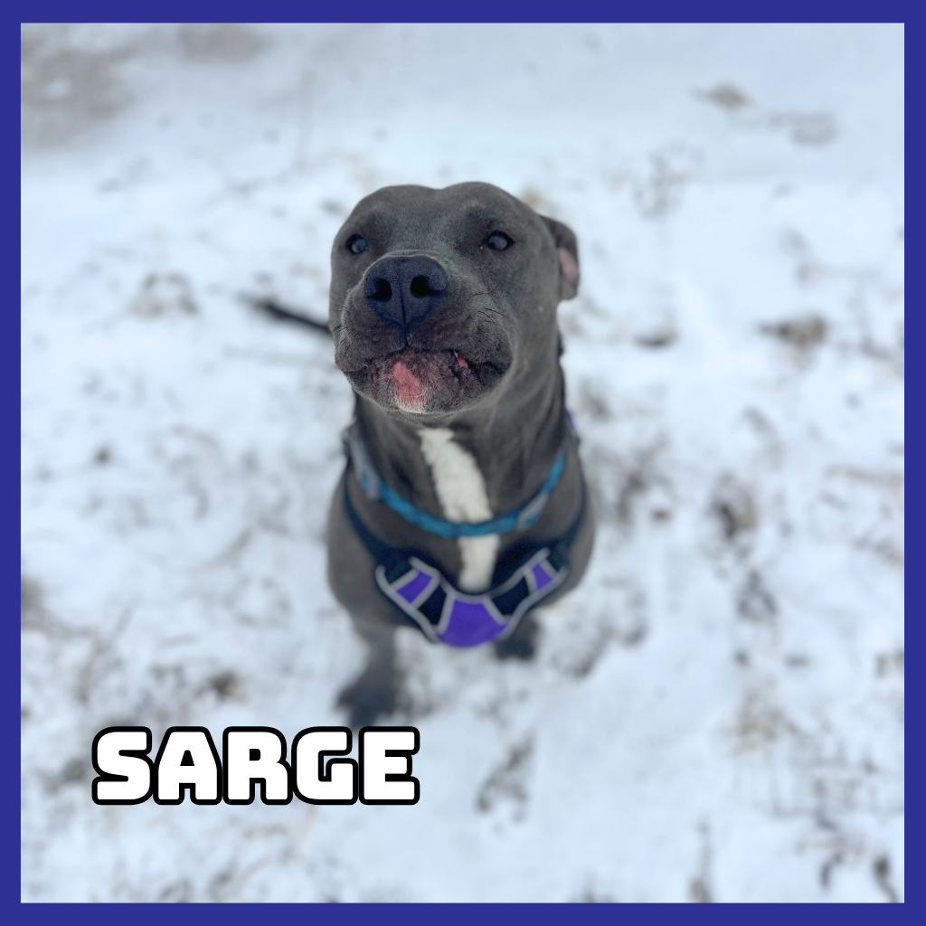 Sarge