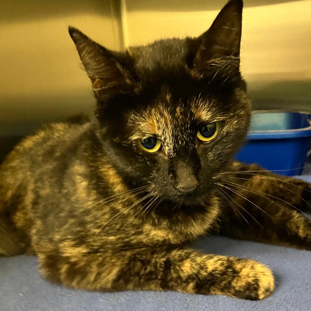 Stray 04/01/26 A64607