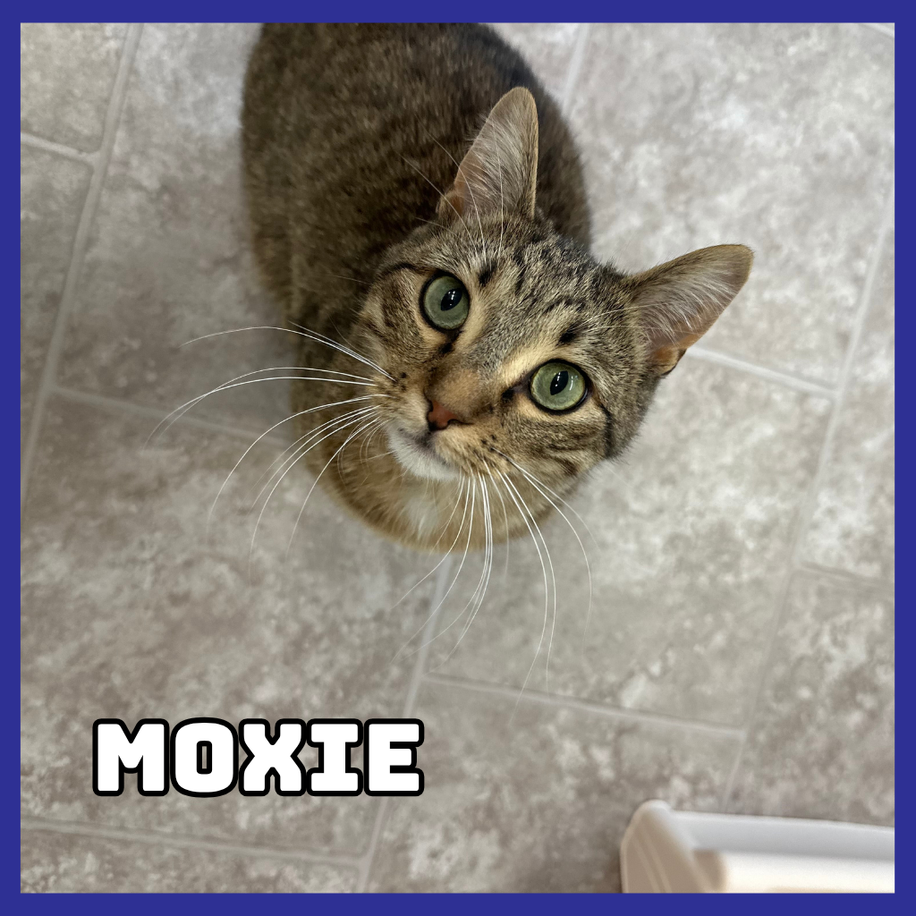 Moxie
