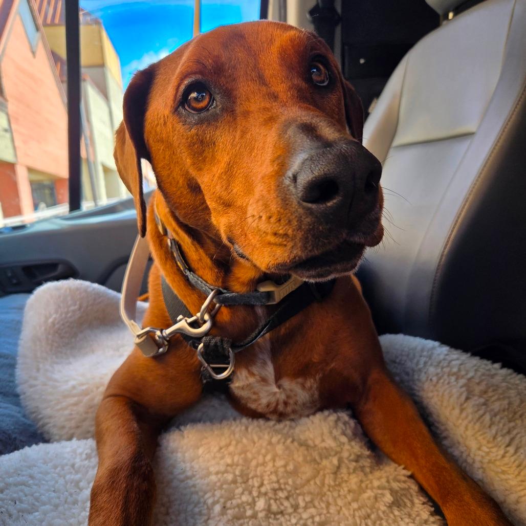 Beefcake "Beefy" McGee