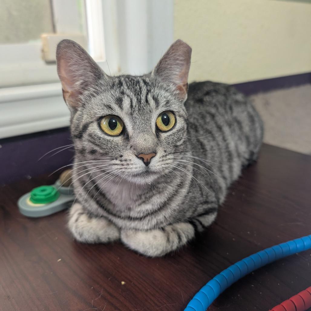 Silver aka Tomlinson J