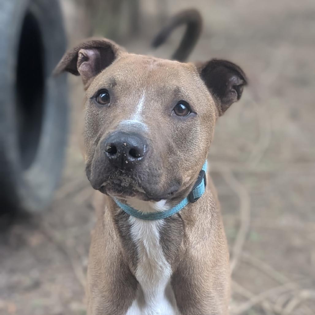 Todd (Adoption Fee SPONSORED!)