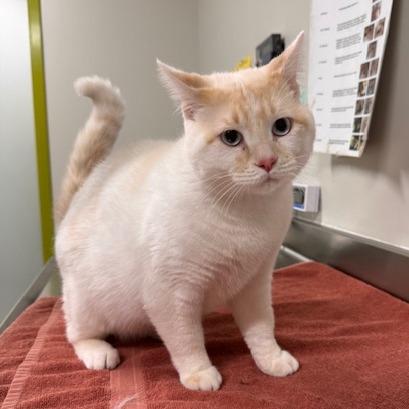 STRAY CAT "Winter Soldier"