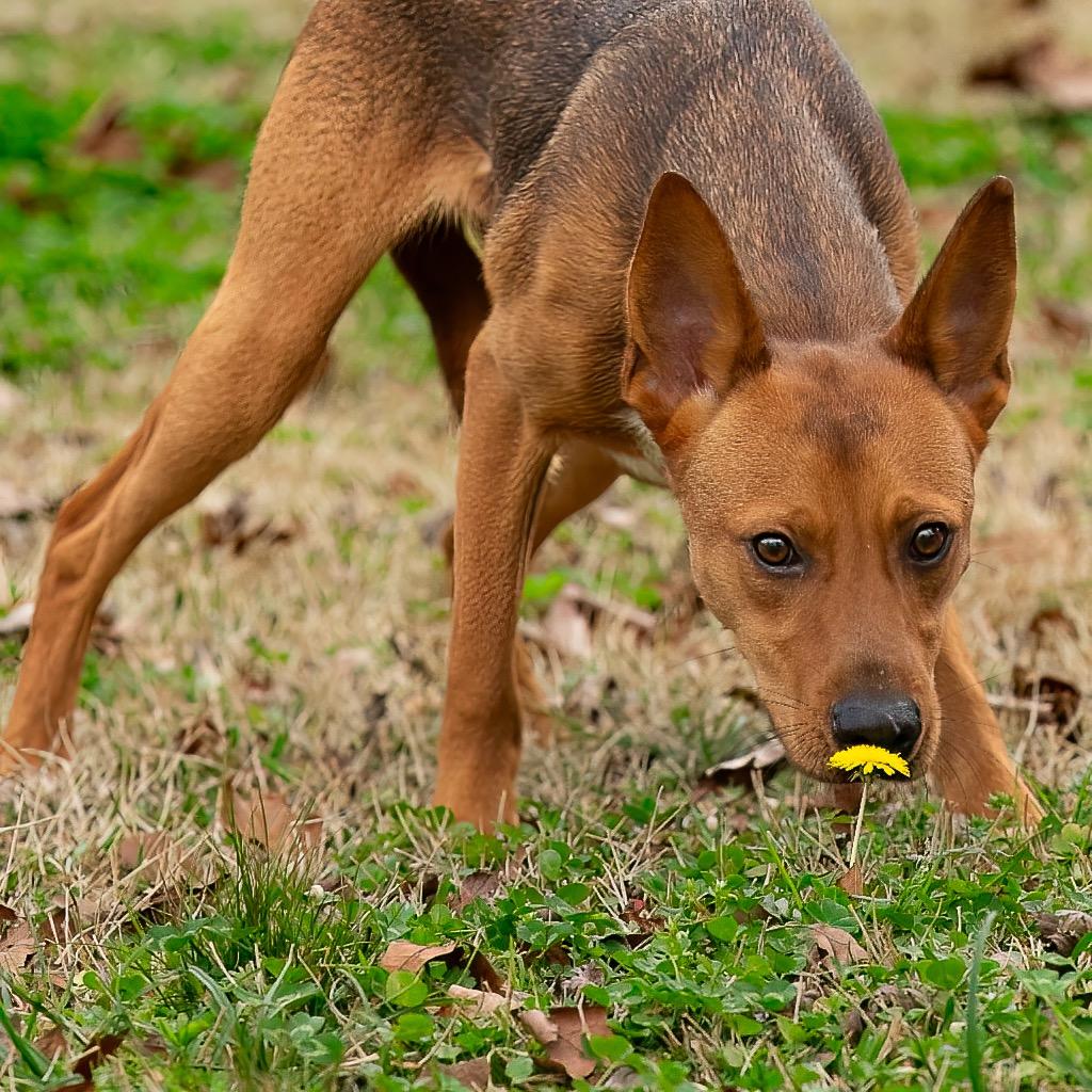 Mutt Damon