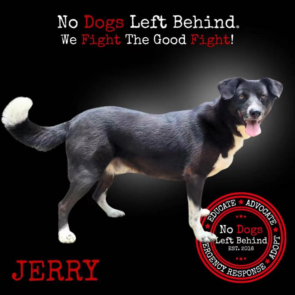 Picture of Jerry 7711