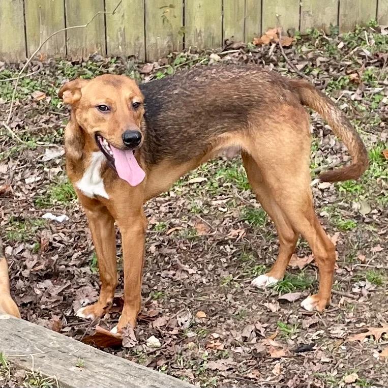 Mutt Damon