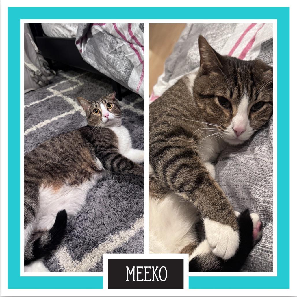 Meeko
