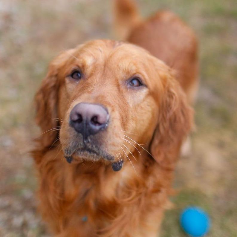 Oliver *Coming Soon*