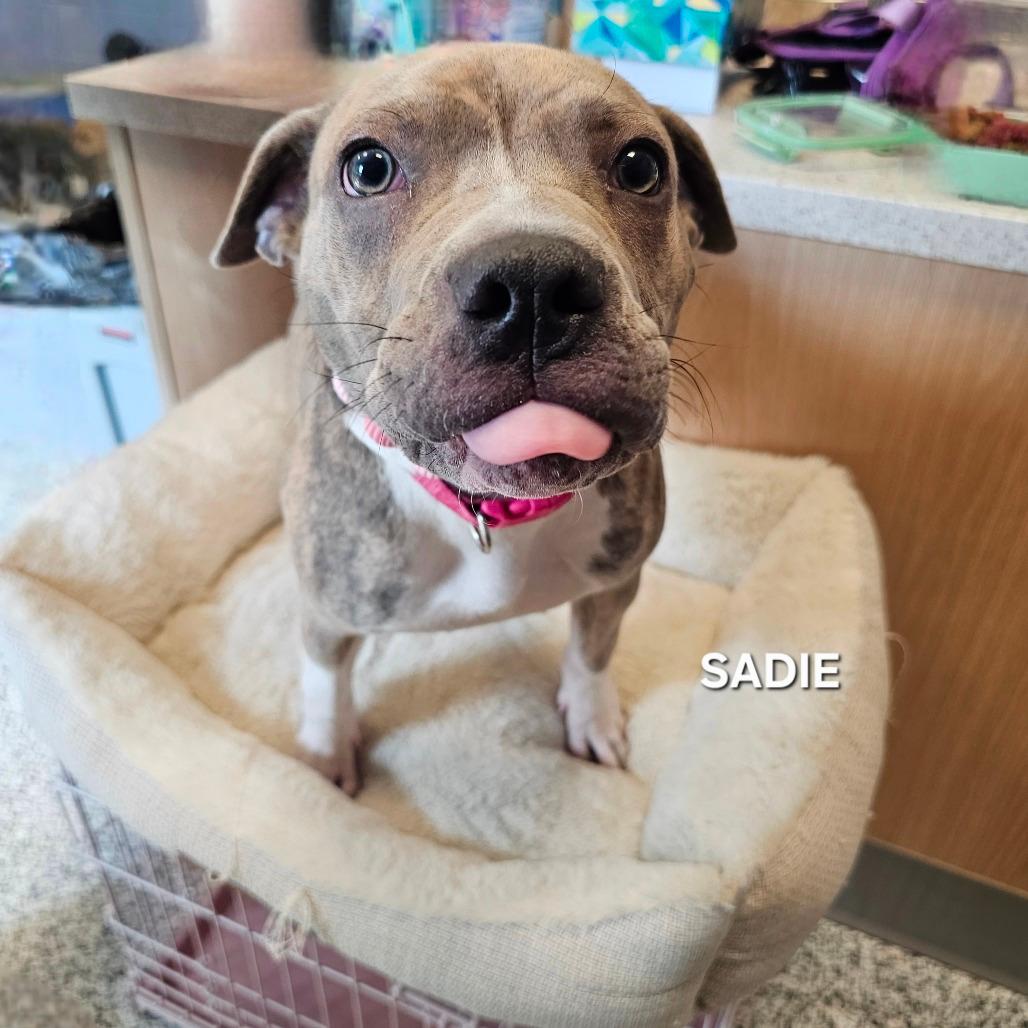 Sadie