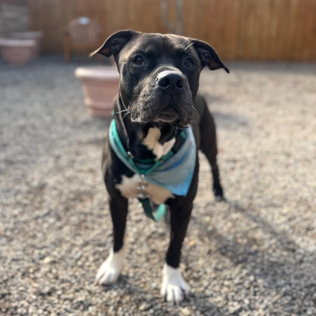 Cornelius