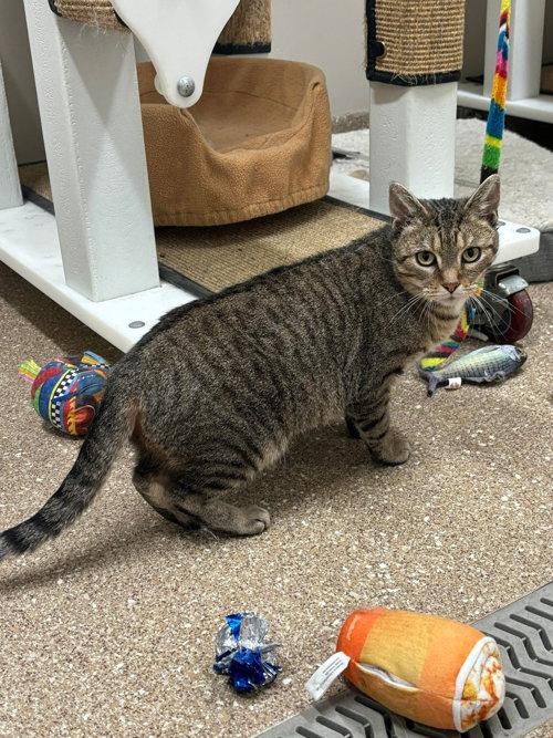 Adoptable Cats & Kittens in Kalamazoo, MI