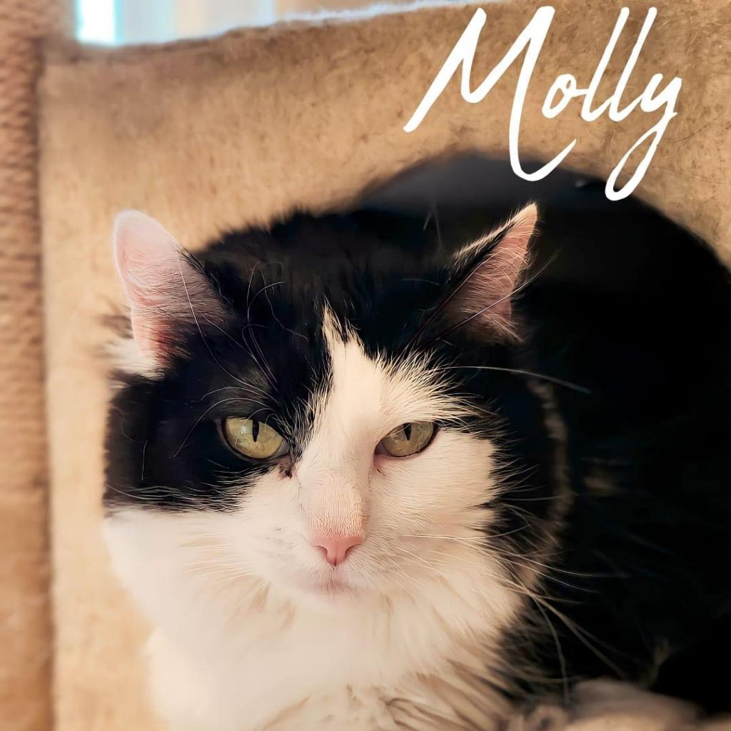 Molly Purrington