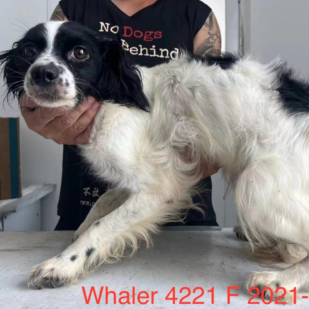 Picture of Whaler 4221