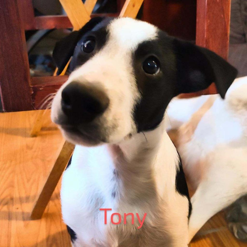Tony