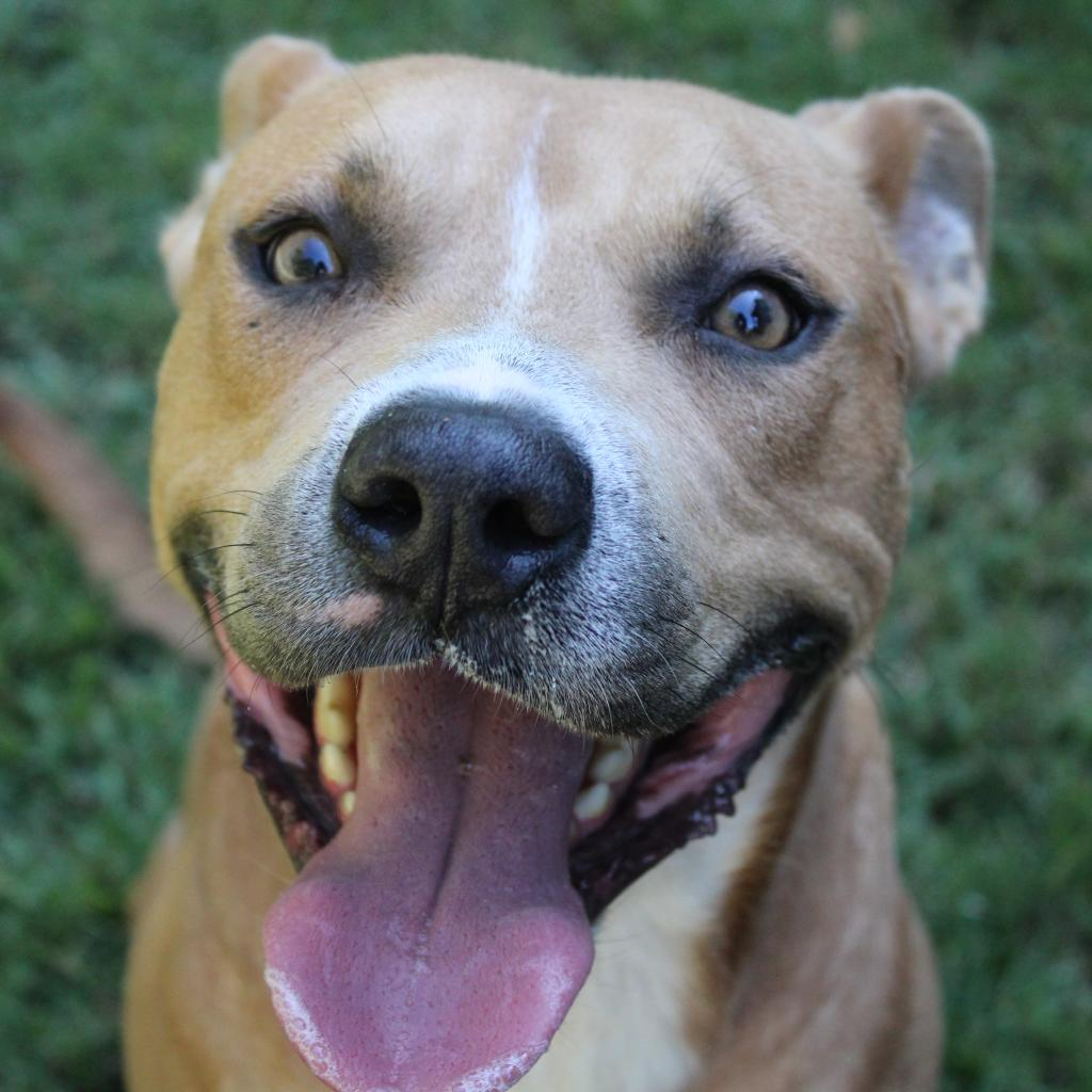 Seal (Adoption Fee SPONSORED!)
