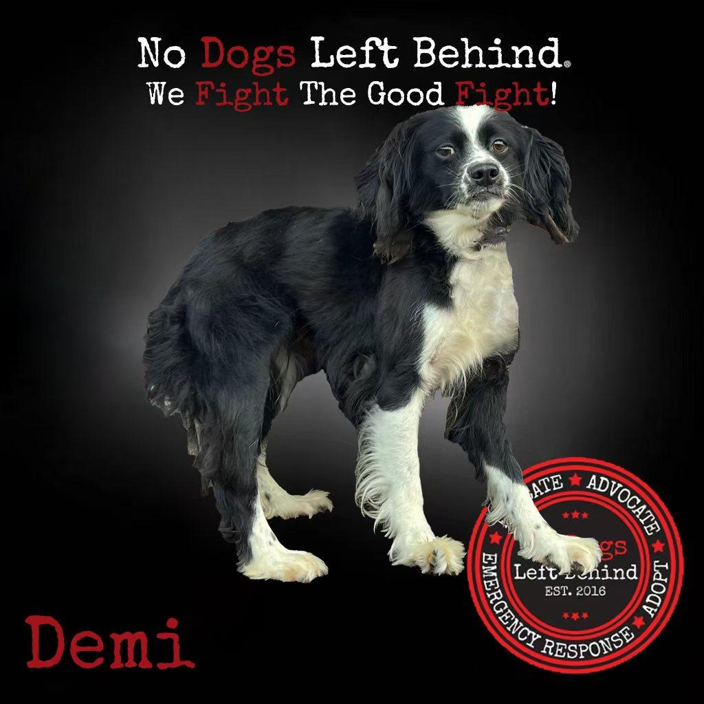 Picture of Demi 4223