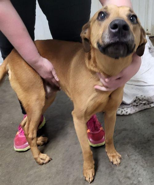 Adoptable Dogs & Puppies in Syracuse, NY