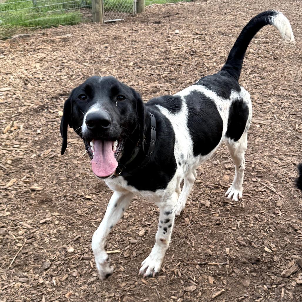 SD Scout pup