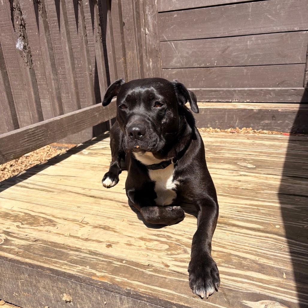 Gilly (Adoption Fee SPONSORED!)