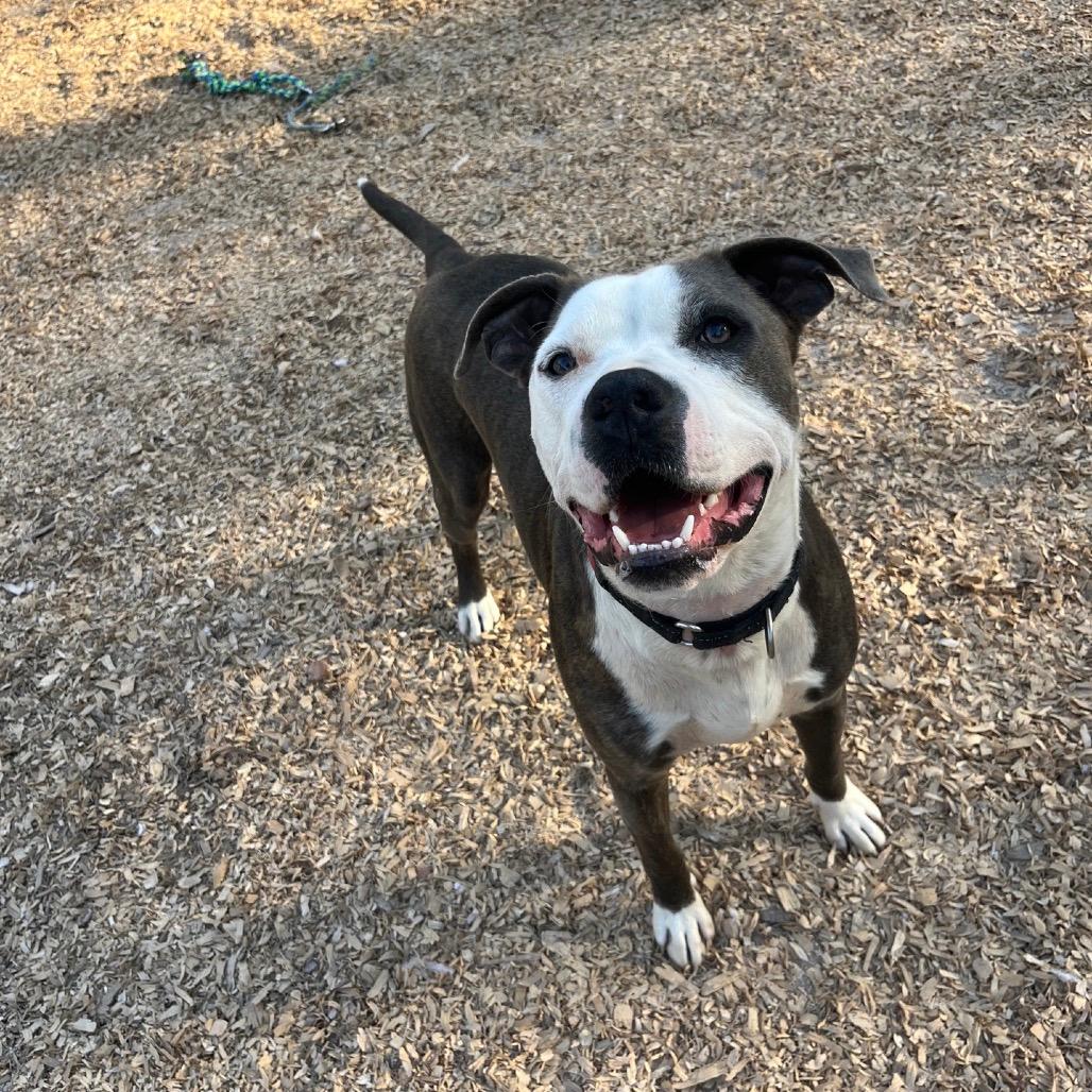 Petey (Adoption Fee SPONSORED!)