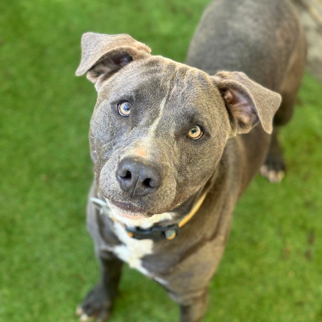 Wally (Adoption Fee Sponsored!)