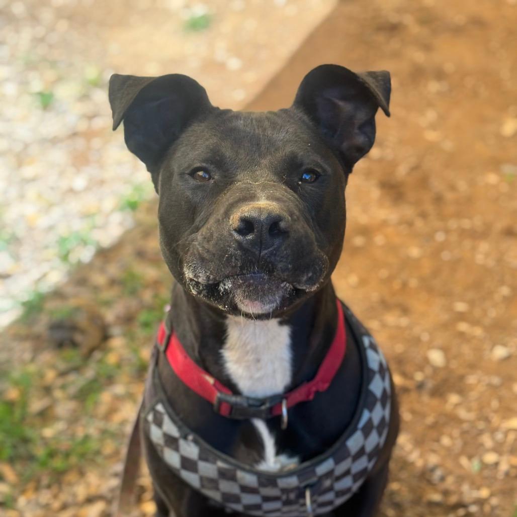 LJ (Adoption Fee SPONSORED!)