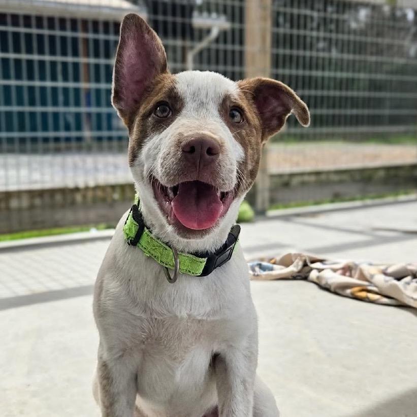 Dublin (Neon green collar) 
