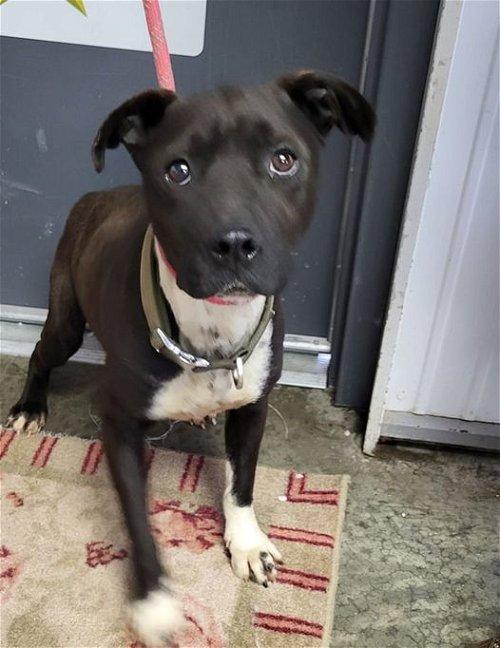 Adoptable Dogs & Puppies in Syracuse, NY