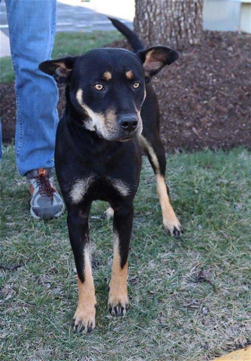 Adoptable Rottweiler Dogs | Chewy.com
