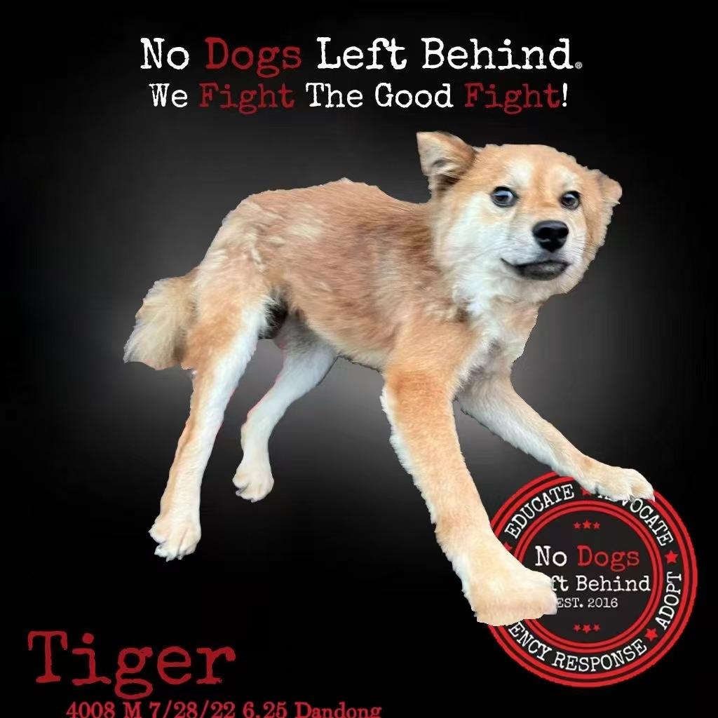 Tiger 4008
