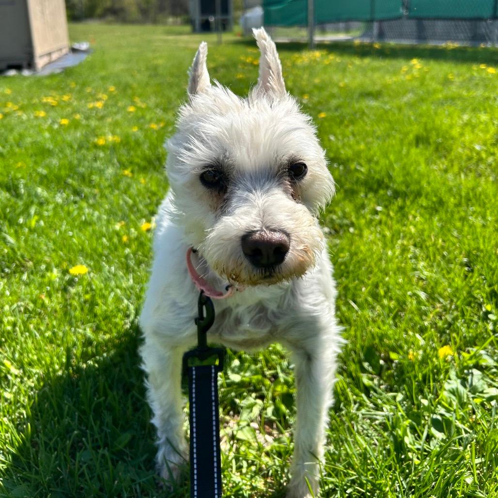 Annie