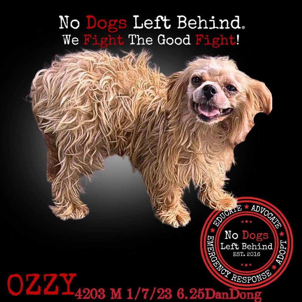 Ozzy 4203