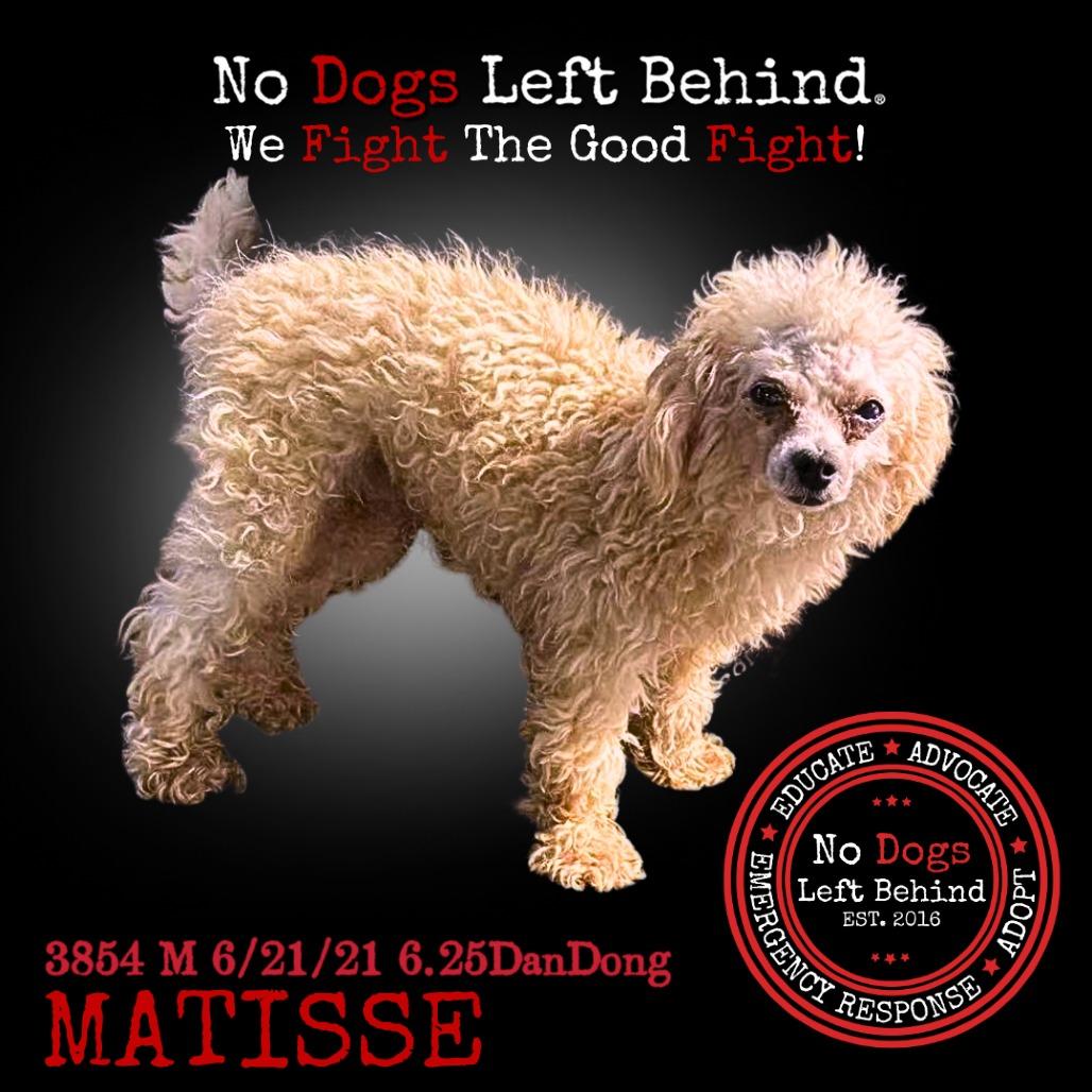 Matisse 3854