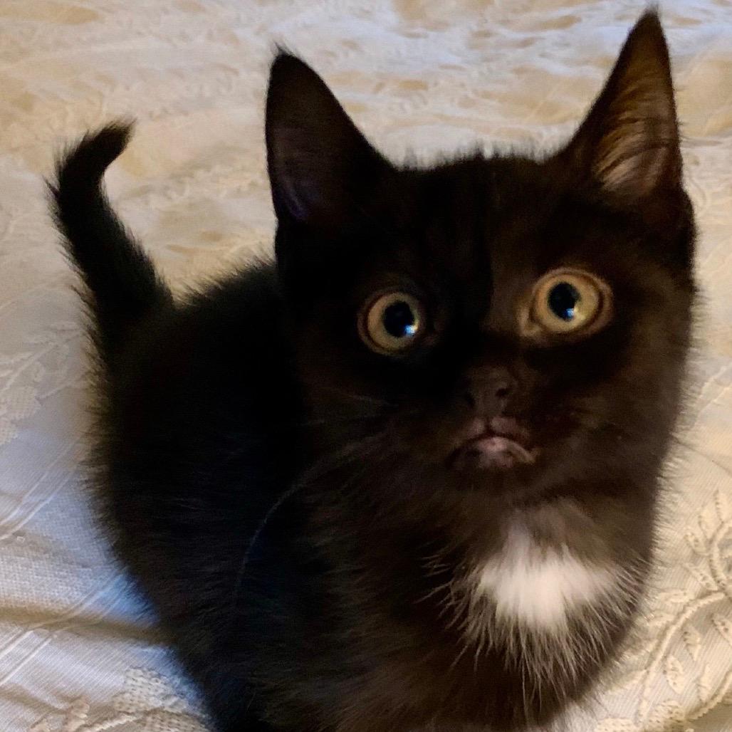 Leo