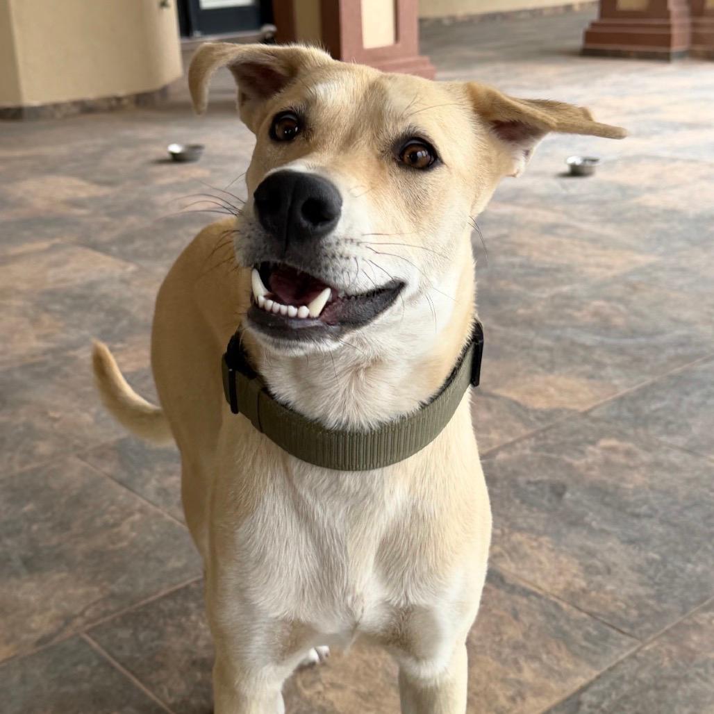 Scout 