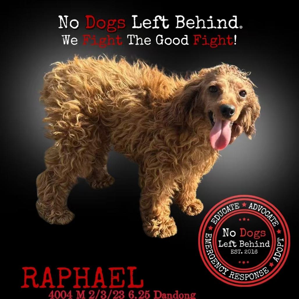 Raphael 4004
