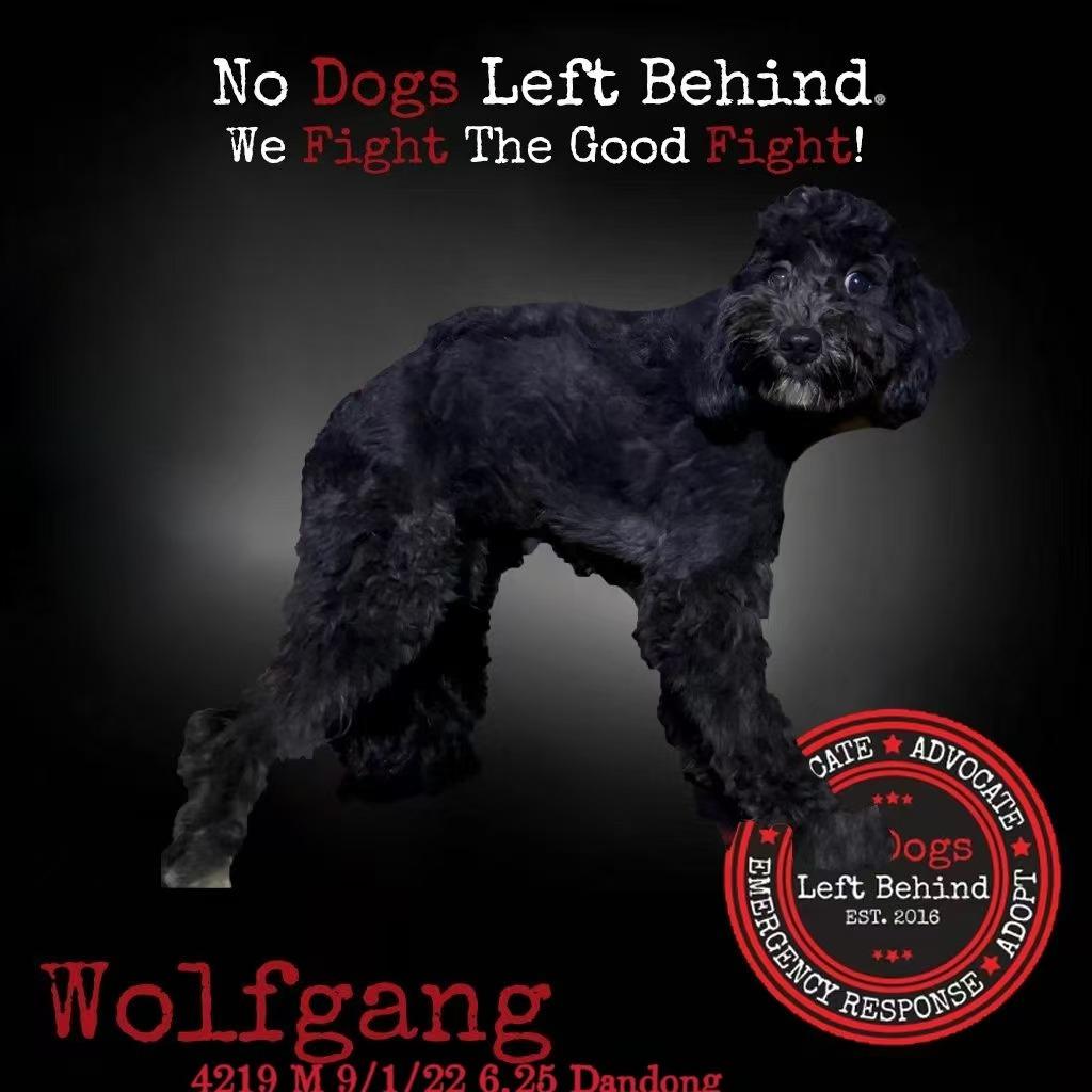 Wolfgang 4219