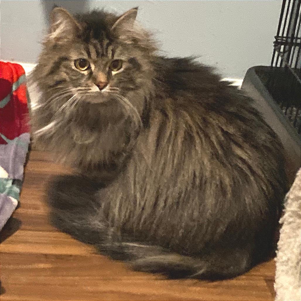 Dolganna of Caldarra