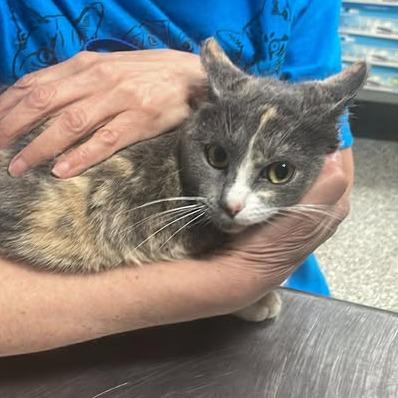 Sweetheart of the Seas