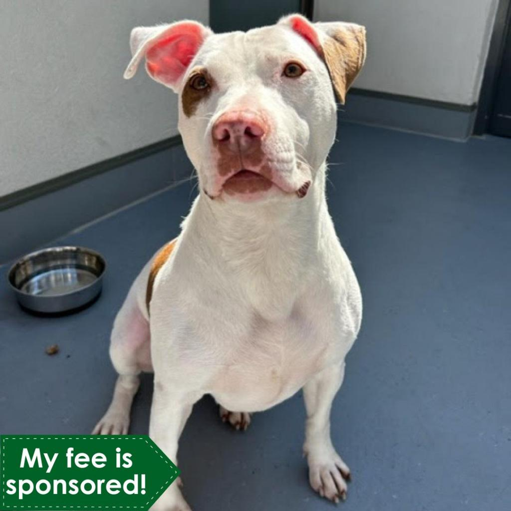 Adopt Dogs & Puppies