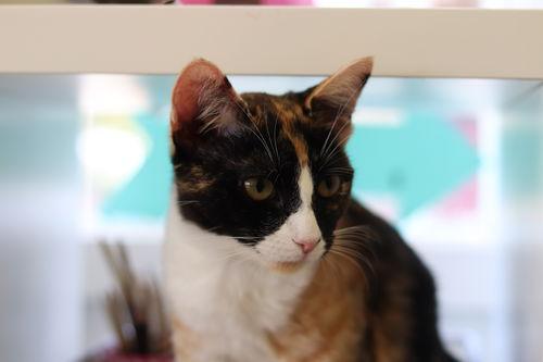 new girl (bonded w/ gogo)