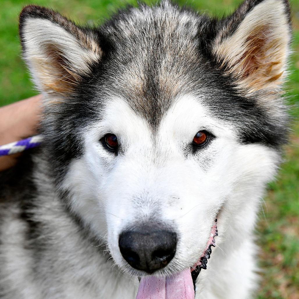 Balto