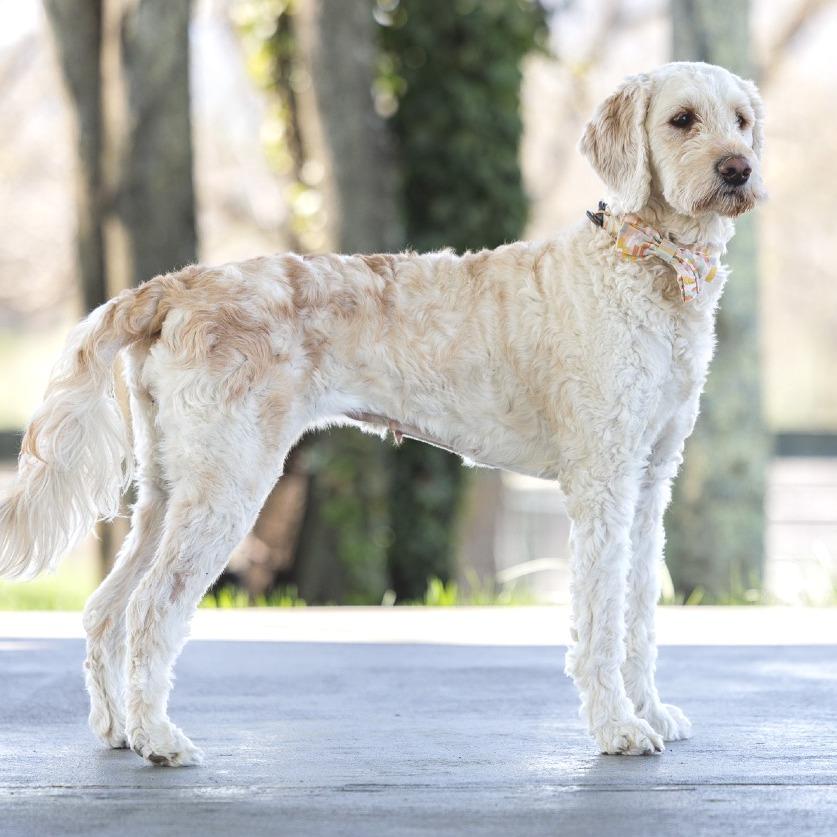 Princess Paisley (In Foster)