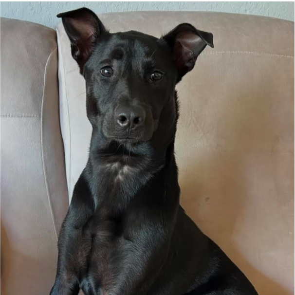 Ricardo (aka Ricardito)